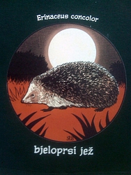 Bjeloprsi jež - color otisak na crnoj podlozi Bjeloprsi jež - color otisak na crnoj podlozi