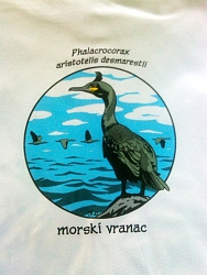 Morski vranac bijela verzija Morski vranac bijela verzija