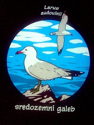 Sredozemni galeb - full color tisak na crnoj majici Sredozemni galeb - full color tisak na crnoj majici